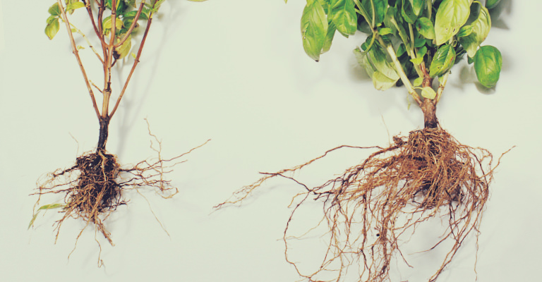 mycorrhizae benefits for plants