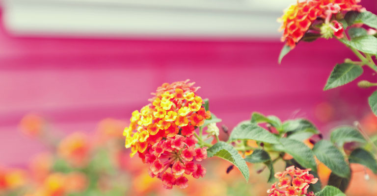 Les fleurs Lantana (Lantana camara), un arc-en-ciel de couleurs par MYKE