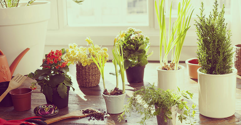 Indoor plants need to good potting mix