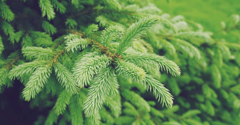 Evergreens: year-round beauty in your yard