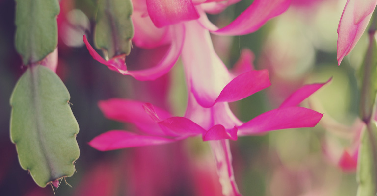How to take care of a Christmas Cactus