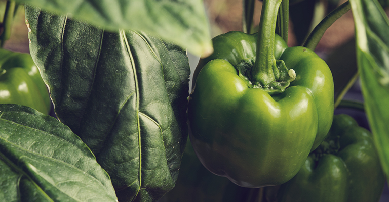 Is green pepper a distinct variety?