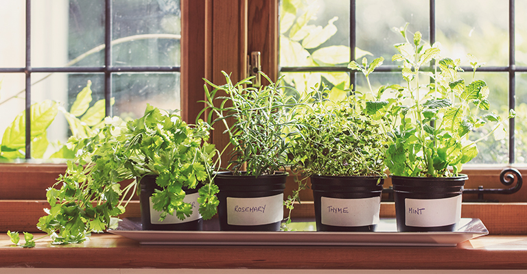 Growing your own herbs