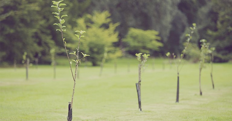 Comment planter un arbre - Arbres Canada