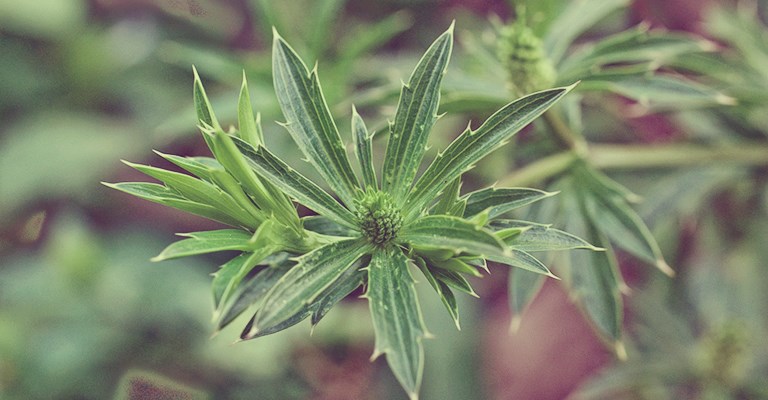 (Eryngium foetidum) Photo 1 (photo : Andres Hernadez S.)