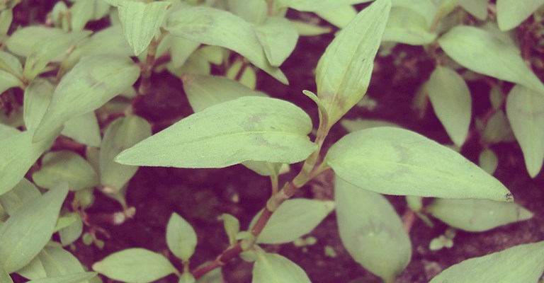 (Persicaria odorata)