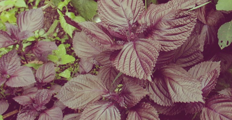 (Perilla frutescens var. purpurascens)