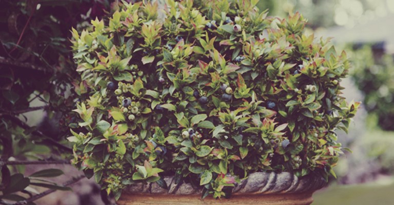 Camerisier ‘Boreal Blizzard’