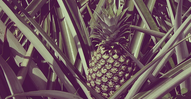 pineapple