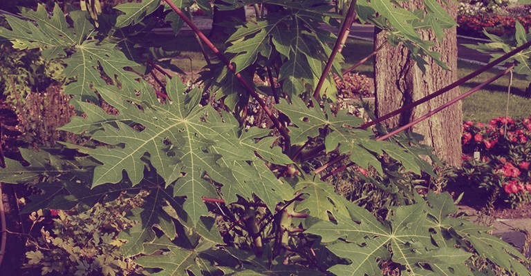 papaya tree