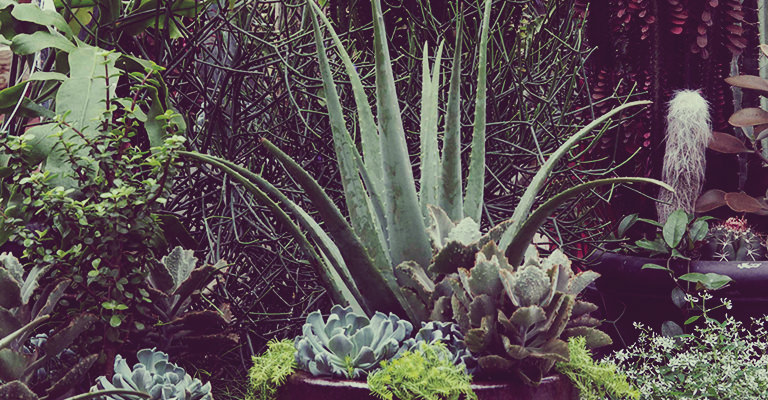 : Boîte à fleurs comestible constituée d’un figuier de Barbarie (Opuntia ficus-indica)