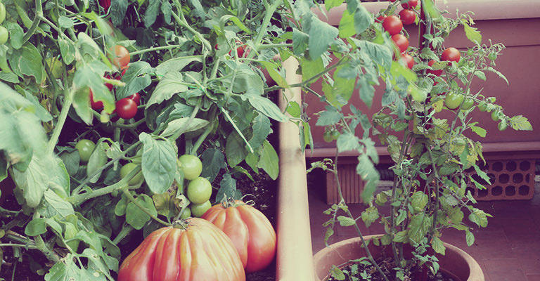 Le produit insolite à mettre sur vos tomates pour les faire pousser plus  vite
