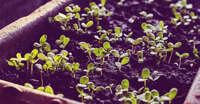 MYKE supplément de croissance pour vos plantes