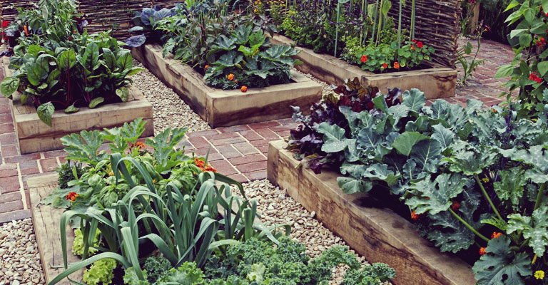 Compagnonnage de vos légumes dans votre potager par MYKE