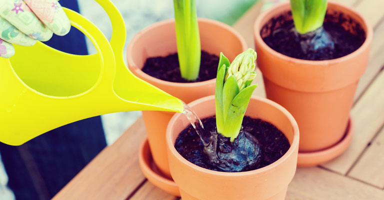 Rempotage ou transplantation de cactus et autres plantes