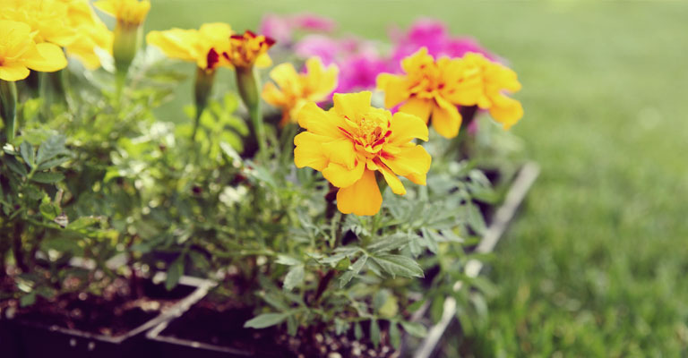 Fleurs marigolds et impatiens annuelles par MYKE