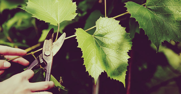 pruning trees Myke Gardening