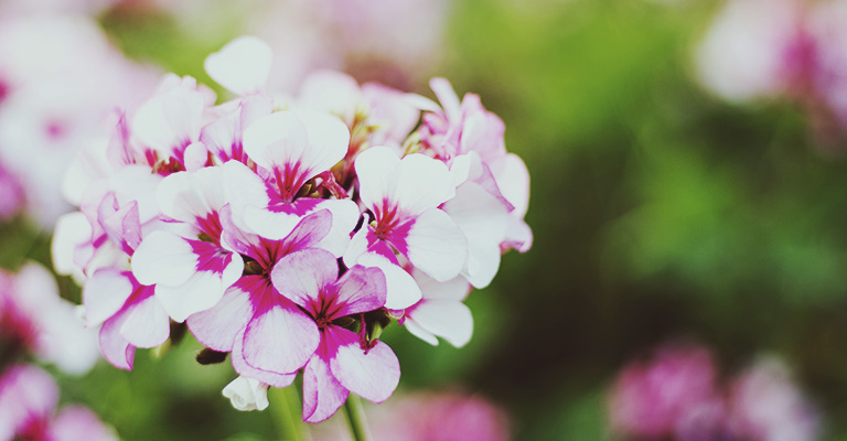 geranium annual outdoor plant Myke Gardening