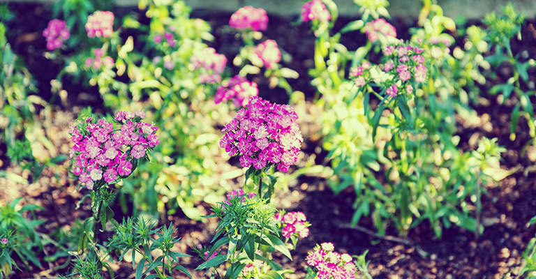 Lumière et ombre dans le jardin : comment choisir les bonnes plantes