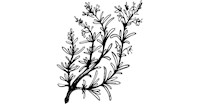 Rosemary herbs for your garden