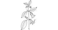 Belladonna herbs for your garden