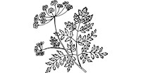 Hemlock herbs for your garden