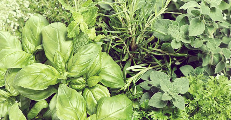 “Parsley, sage, rosemary and thyme” are not only well-known song lyrics, but common herbs used to season a variety of our foods.