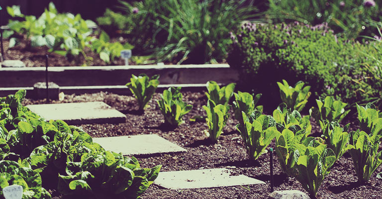 Gardening 101: The vegetable garden in spring