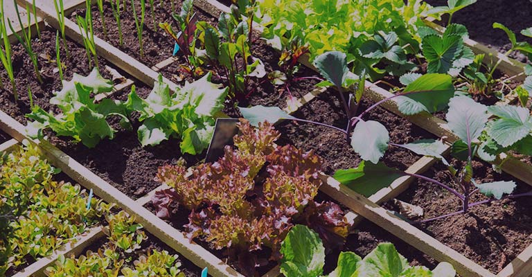 Cultiver votre potager à partir de résidus alimentaires