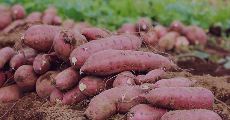 Sweet potatoes