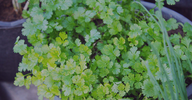 Cilantro