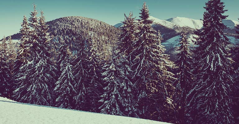 Choisir son arbre de Noel