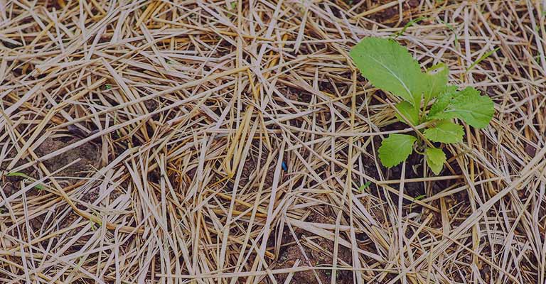 How to Make a Straw Bale Garden