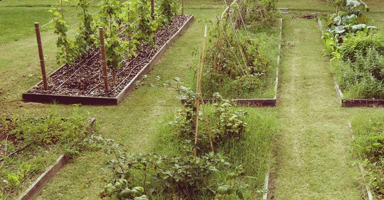 Faites du bénévolat dans un jardin communautaire