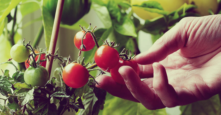 Tips to grow your tomatoes in containers in your garden