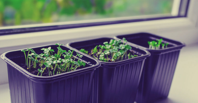 Cultiver des fines herbes sous une lampe horticole - Jardinier paresseux