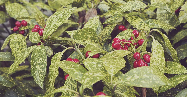 Aucuba shrubs love the sun in your garden