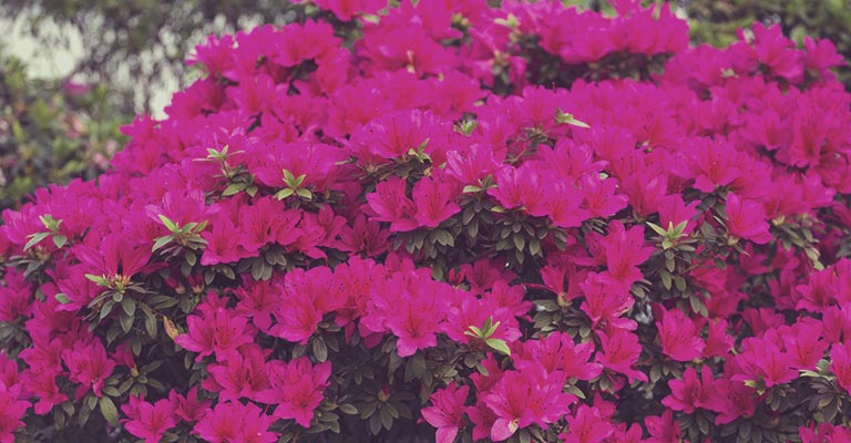 Azalea shrubs love shade in your garden