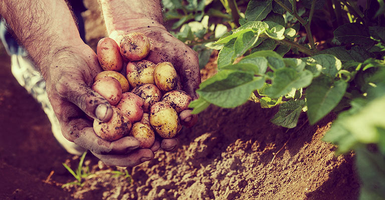 Types de pommes de terre à cultiver