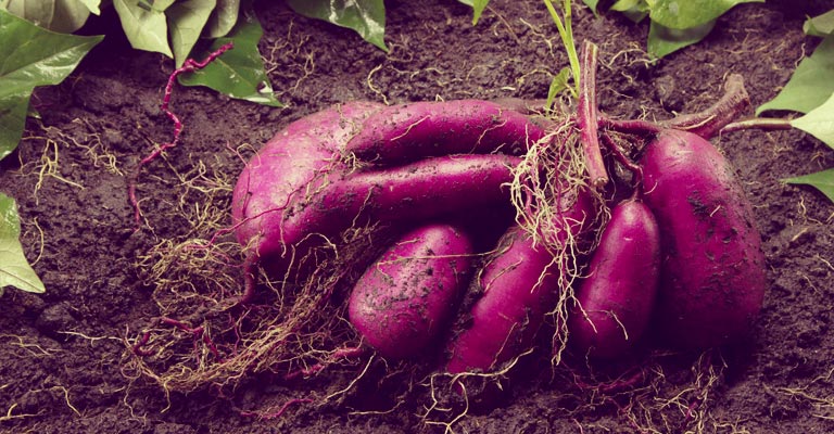 Pommes de terre à chair violette