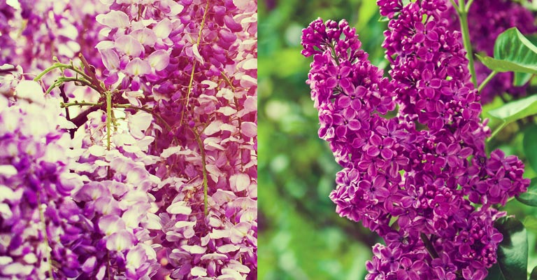Lilas versus buddleia