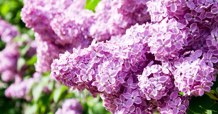 Comment planter et prendre soin d'un lilas