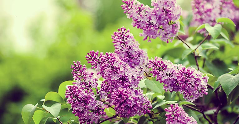 Growing Lilac in Your Backyard: Plant Care Tips