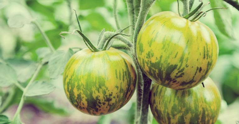 Green Zebra tomatoes