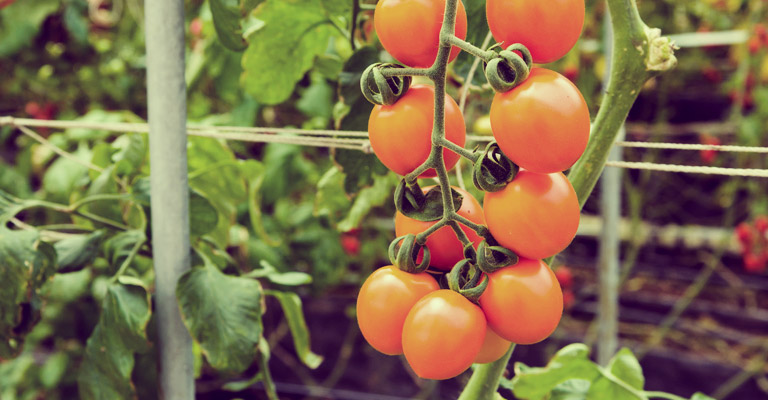 Tomate Délice du jardinier