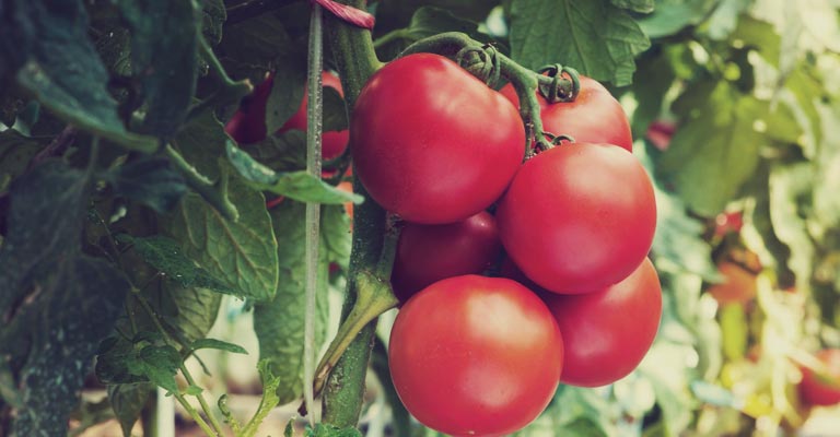 Myke Growing tomatoes