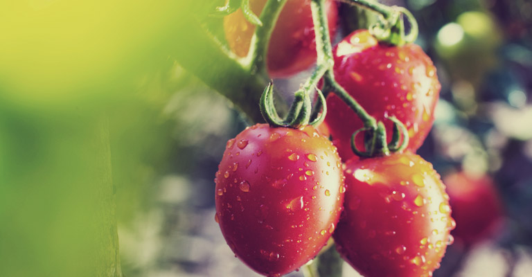 Myke Caring for tomato plants