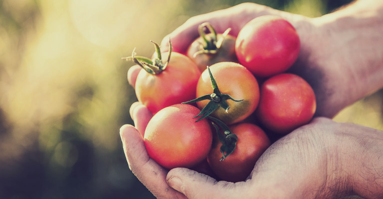 Myke harvest tomatoes