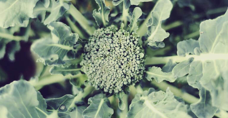 Brocoli