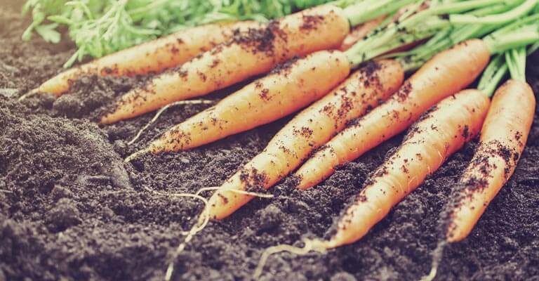 Carrots